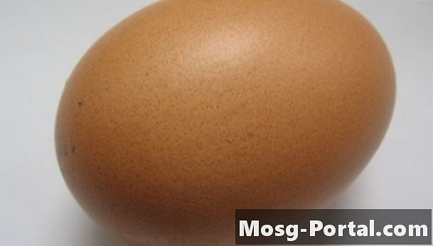 Yumurta Flotasyonu Bilimi Proje Prosedürleri