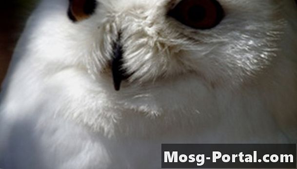 สัตว์ที่ใกล้สูญพันธุ์: The Snowy Owl