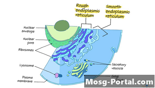 Endoplasmatisch reticulum (ruw en glad): structuur en functie (met diagram)