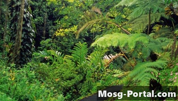 Екологични проблеми, причинени от обезлесяването на тропическите дъждовни гори