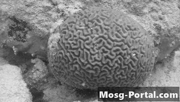 حقائق عن الدماغ المرجان
