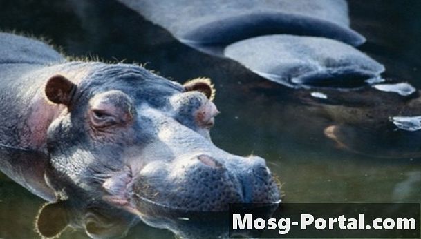 Činjenice o hipposima