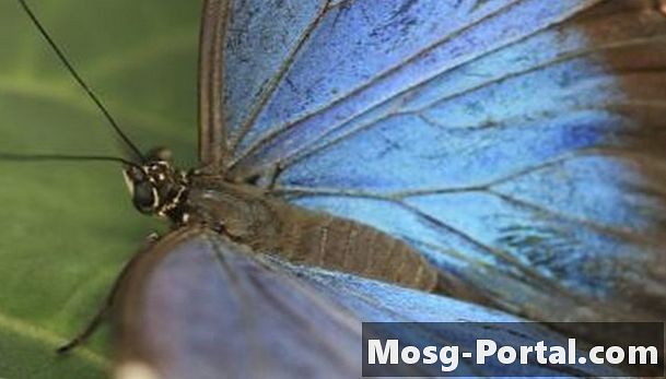 Tények gyerekeknek a kék Morpho pillangó