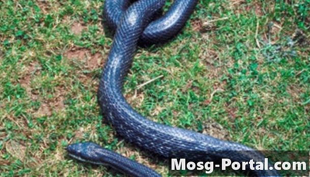 Факти за змиите на черен плъх
