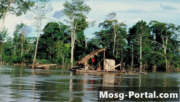 Факти за тропическите гори на Амазонка за деца