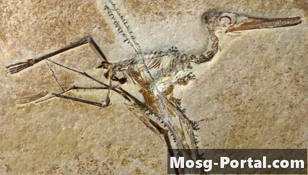 Fem olika typer av fossil