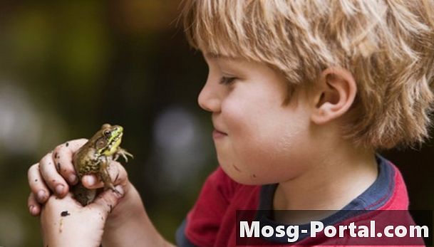 Frog Science Projects