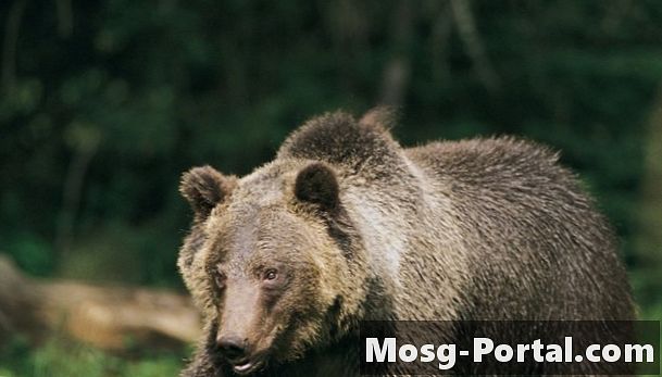 Datos curiosos sobre la hibernación y los osos para preescolares