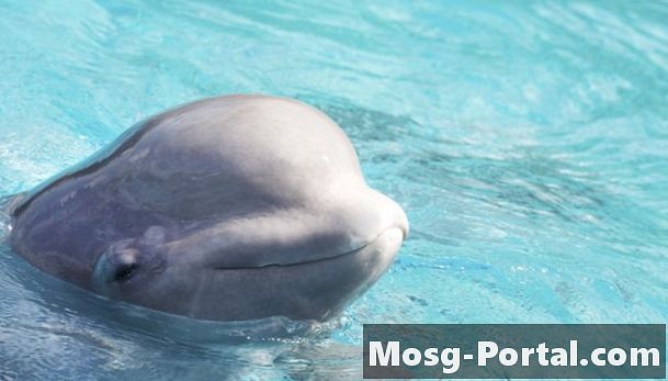 Fapte distractive pentru copii despre balene Beluga