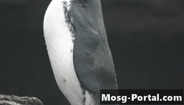 Galapagos-Pinguin-Tatsachen für Kinder