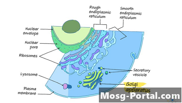 Golgi-laite: Toiminto, rakenne (analogialla ja kaaviolla)
