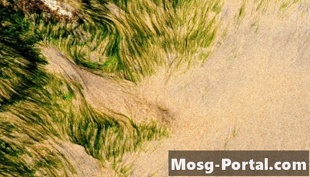 Efectos nocivos de las algas