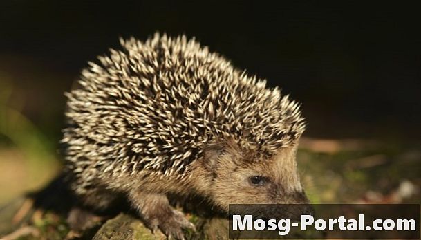 Hedgehog-anpassning