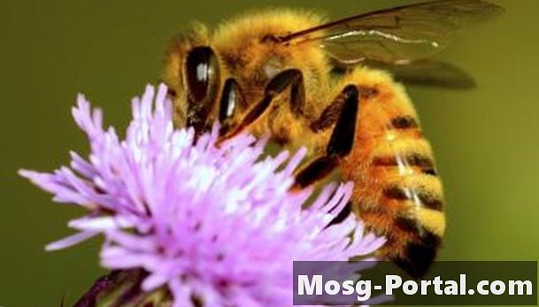 Honey Bee Information til børn