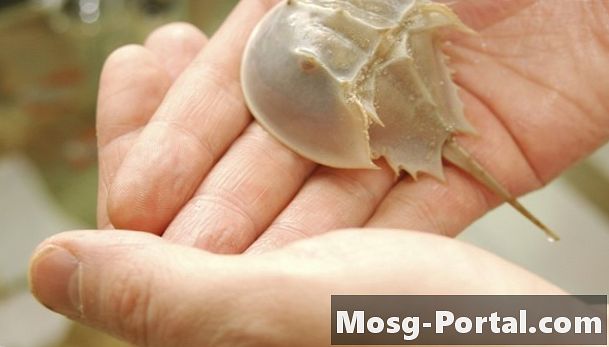 Horseshoe Crab Science Project