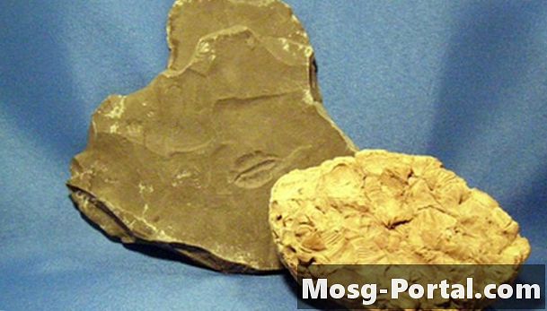 Како се фосили користе у науци?