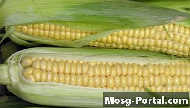Jak powstają GMO?