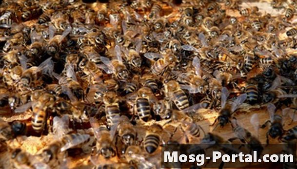 野生の蜂の巣から蜂蜜を抽出する方法はありますか？