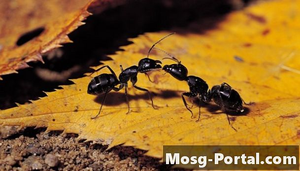 Hoe beschermen mieren zichzelf?
