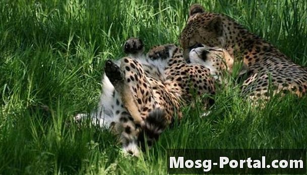Ako sa gepardy rozmnožujú?
