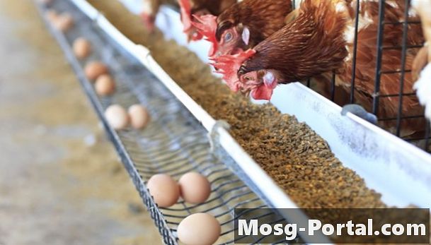 Hvordan befrugter kyllinger æg?