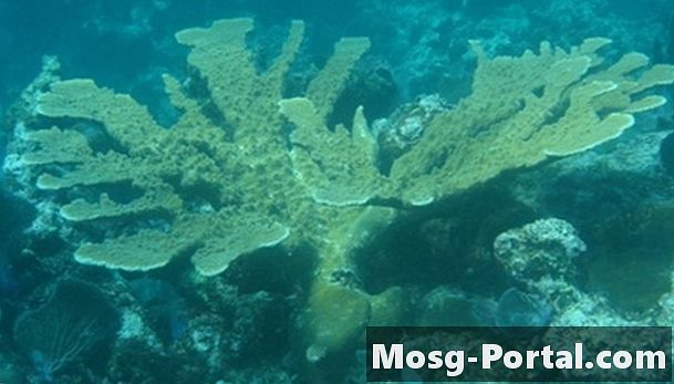 Kako se premikajo koralni grebeni?