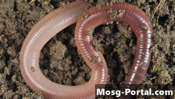 Bagaimana cecair Earthworms?