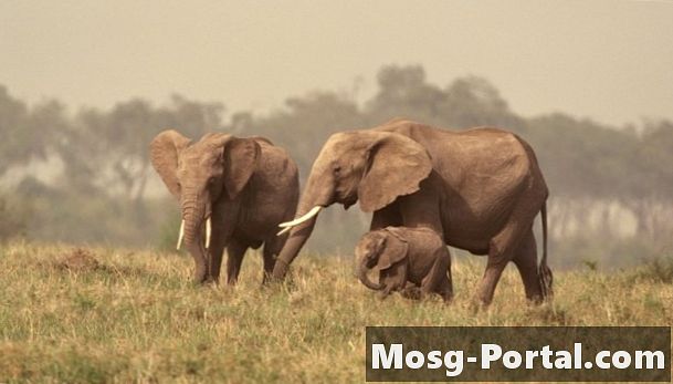 Hvordan parer elefanter seg?