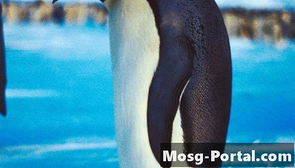 Kuidas keiserpingviinid end kaitsevad? - Teadus