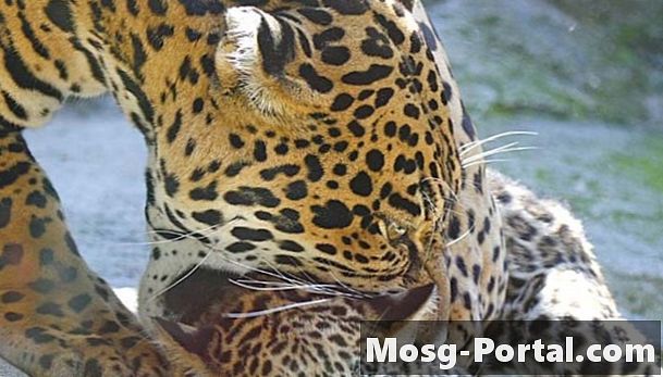 Hvordan plejer Jaguars for deres babyer?