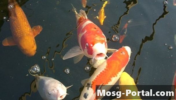 Come si riproducono i pesci Koi negli stagni d'acqua dolce?