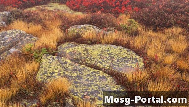 Comment les lichens s'adaptent-ils à la forêt tempérée?