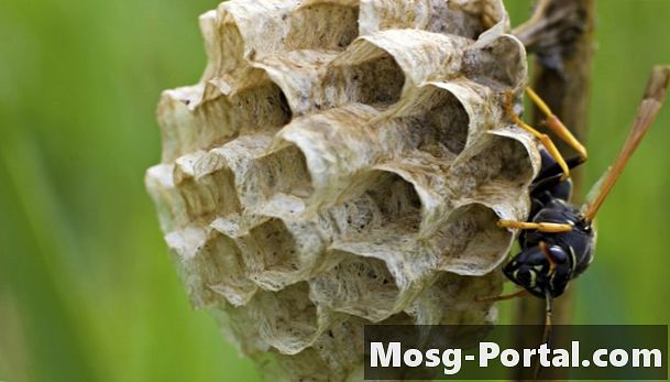 In che modo le vespe fanno i loro nidi?