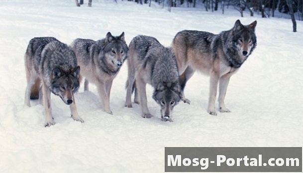 ¿Cómo cazan los lobos salvajes en una manada?