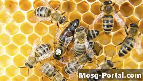 Як бджола стає королевою бджолою?