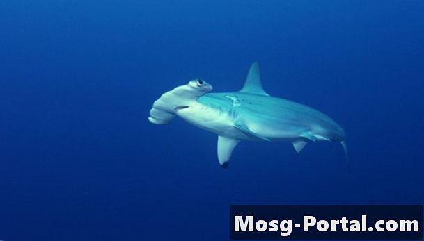Как акула-молот защищает себя?
