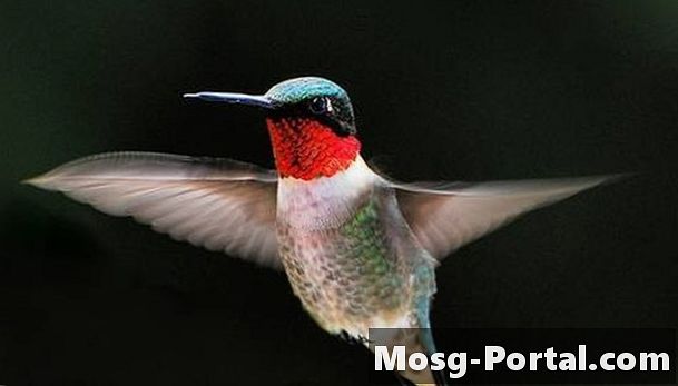 Cum găsește hummingbird hrana?