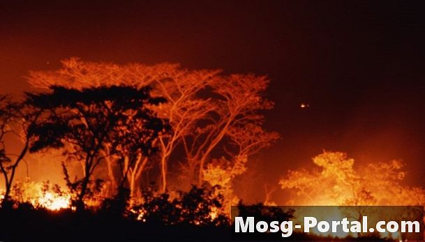Kako hitro se lahko gozdni požari razširijo?