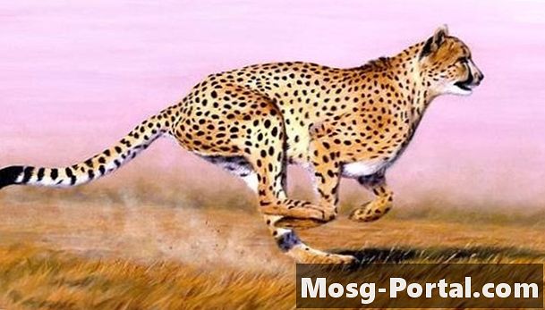 Hvor hurtigt løber en gepard?