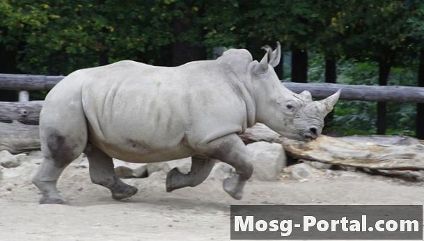 Cât de repede rulează un rinocer?
