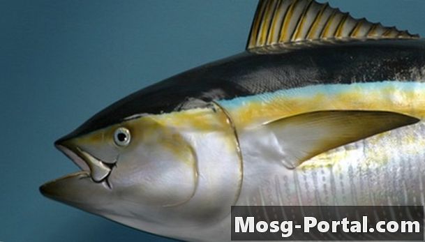 Как рибата поддържа хомеостаза при различни температури на водата