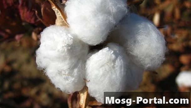 綿植物はどのように生き残りましたか？