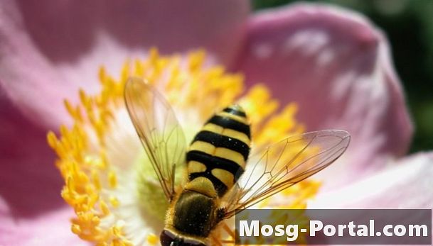Berapa Lama Bolehkah Bee Hidup di dalam Rumah?