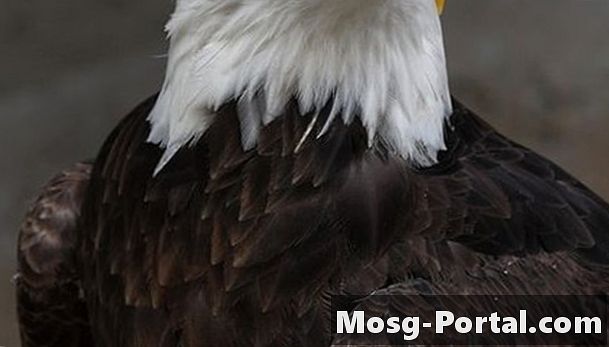 Hur länge lever amerikanska Bald Eagles?