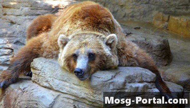 Как долго зимуют медведи гризли?