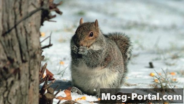 Kui kaua oravad oma noori toidavad?