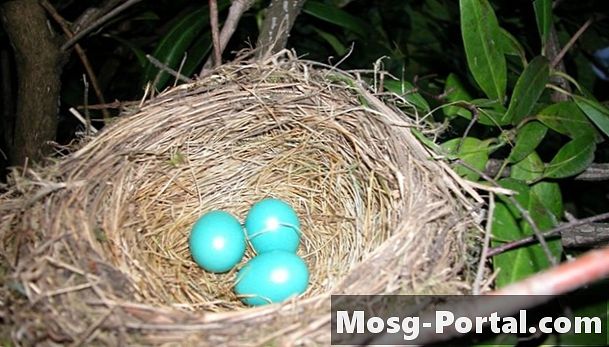 Hoe lang duurt het voordat Robin Eggs uitkomen?