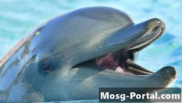 Câte feluri de delfini există?