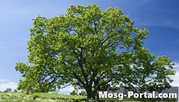 Berapa Banyak Jenis Pohon Oak Yang Ada?