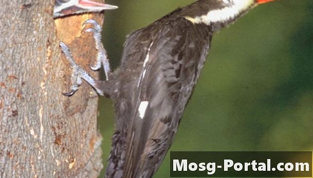 Wie Pileated Woodpeckers mit Suet auf der Seite eines Baumes anziehen